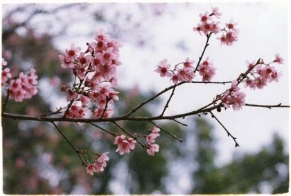 שפת הפרחים: משמעות הפרחים בתרבות היפנית (Hanakotoba)